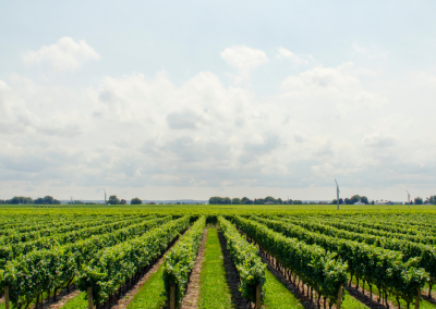 AGRICOLTURA