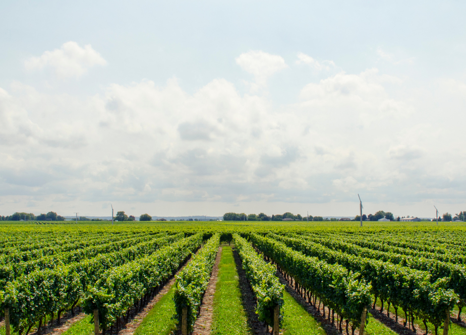 AGRICOLTURA